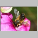 Megachile ericetorum - Blattschneiderbiene w04b 10mm Sandgrube Niedringhaussee.jpg